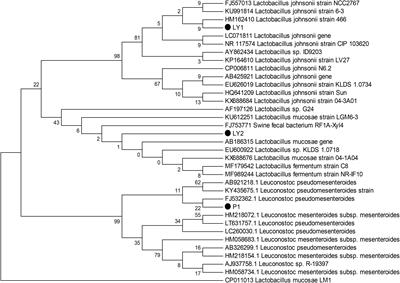 Probiotic Potential of Leuconostoc pseudomesenteroides and Lactobacillus Strains Isolated From Yaks